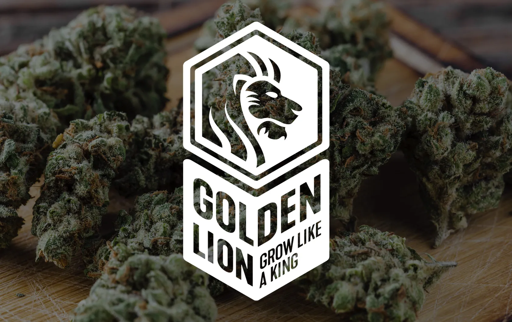 Diseño de marca y packaging para Golden Lion. Estudio de diseño gráfico en Granada